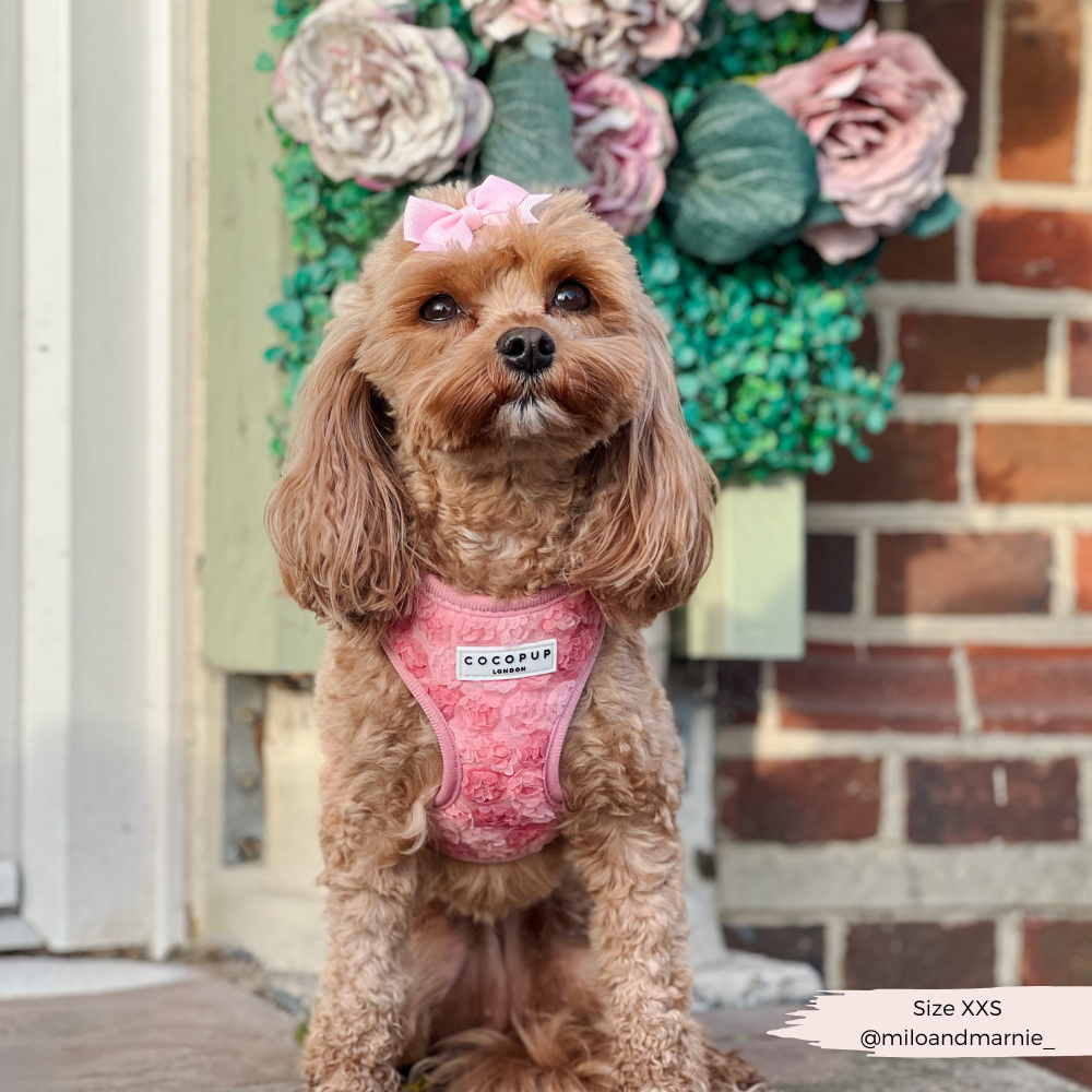 Harnais réglable pour cou Peony Pup: M