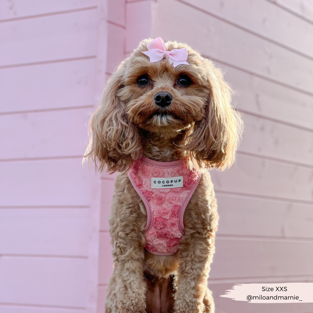 Harnais réglable pour cou Peony Pup: M