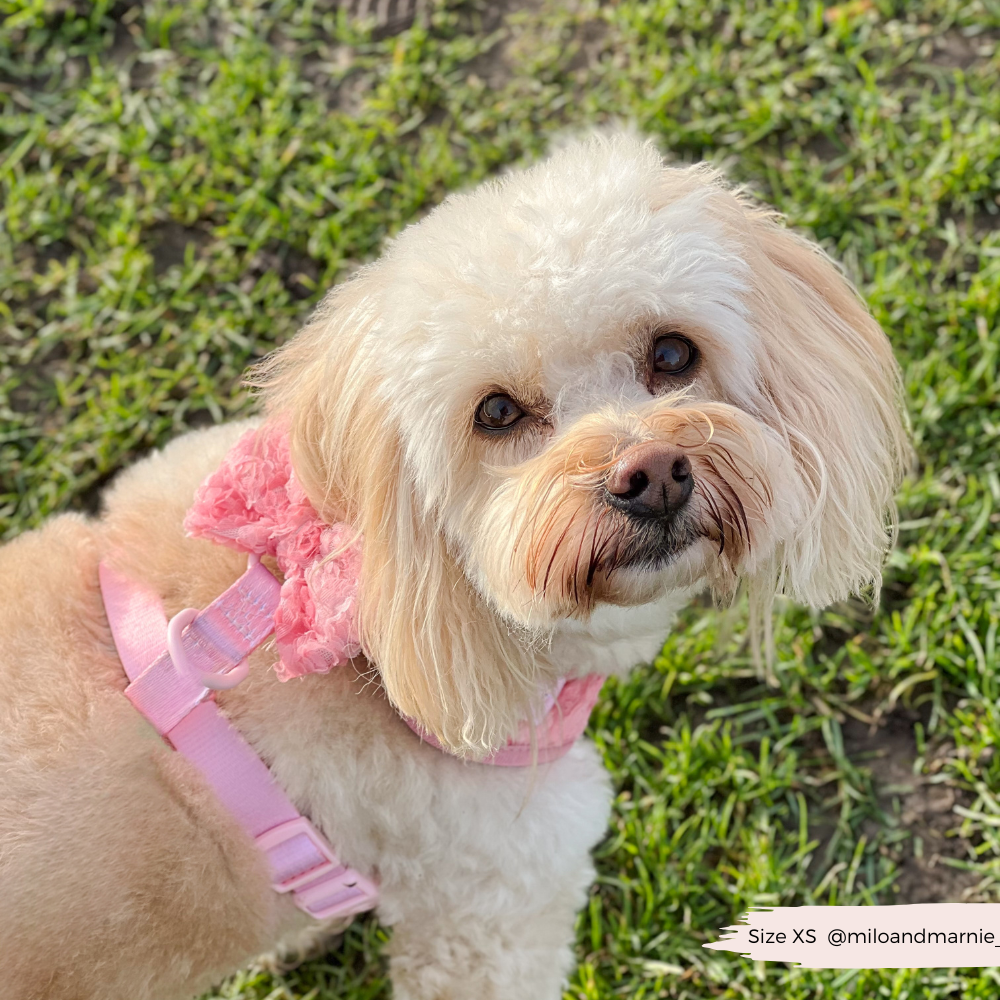 Harnais réglable pour cou Peony Pup: M