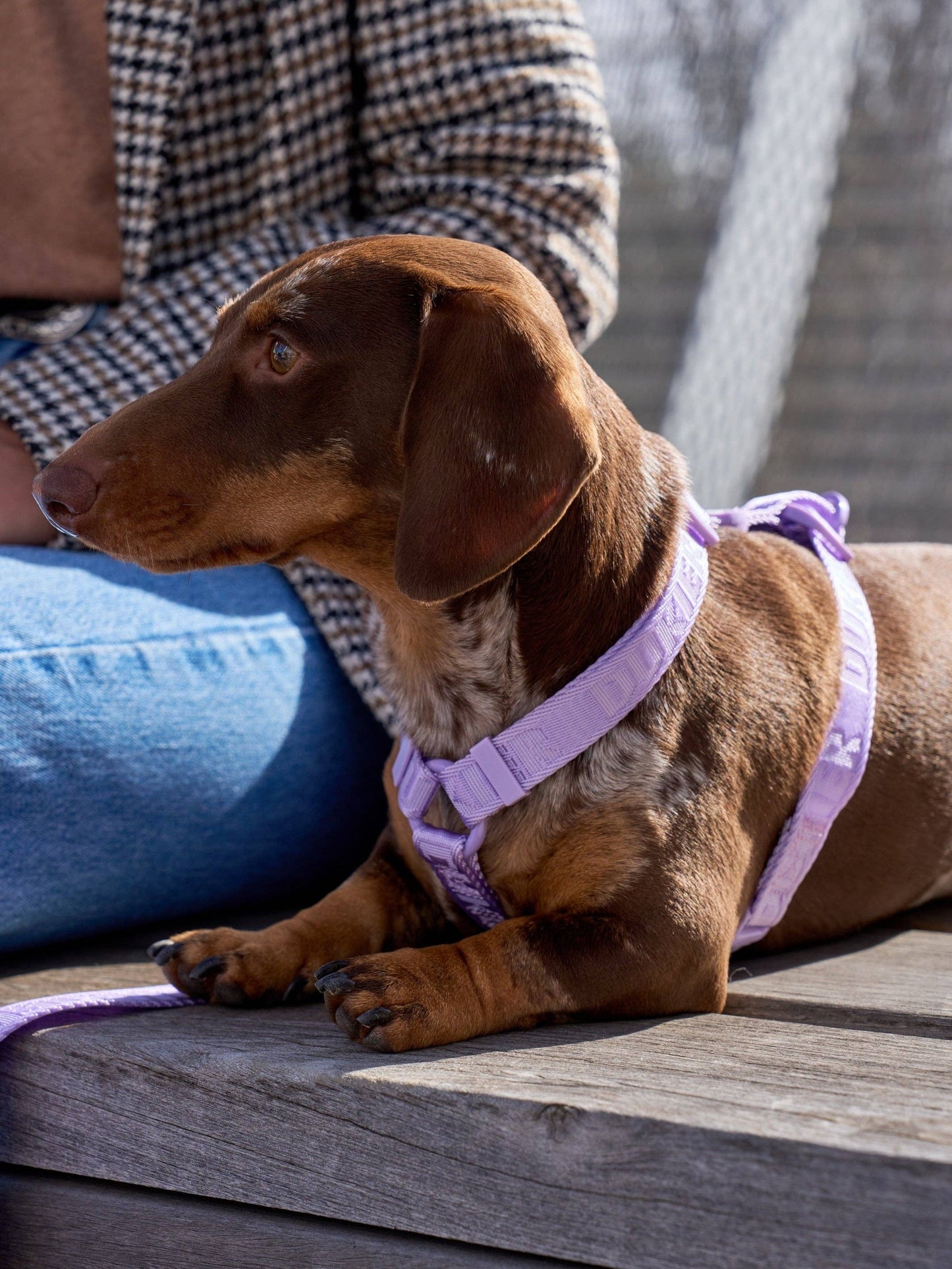 HARNAIS CLASSIQUE POUR CHIEN VIOLET