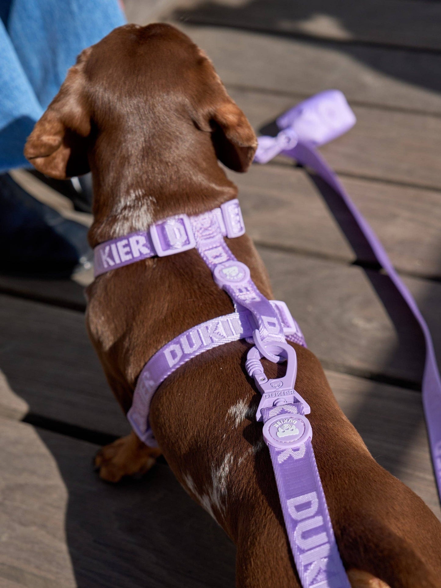 HARNAIS CLASSIQUE POUR CHIEN VIOLET