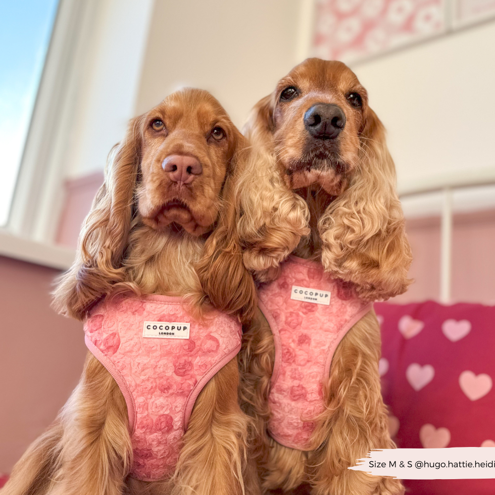 Harnais réglable pour cou Peony Pup: M