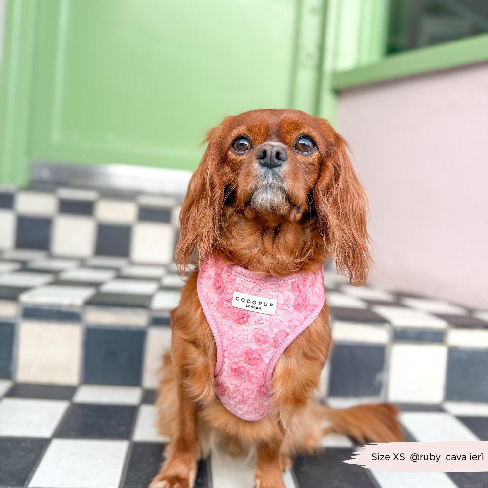 Harnais réglable pour cou Peony Pup: M