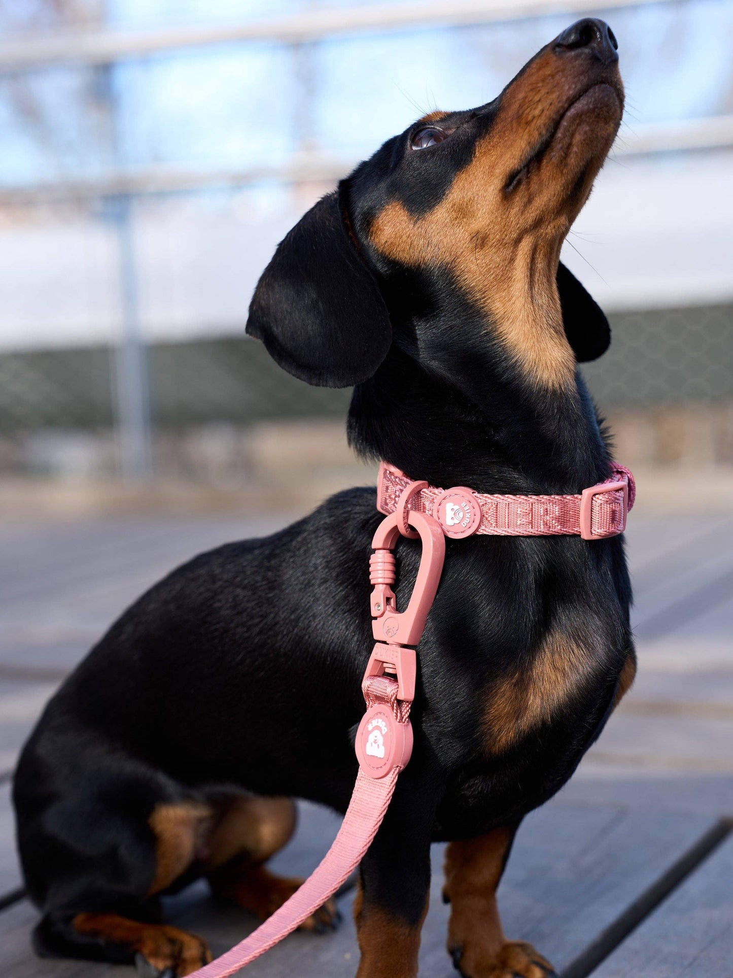 LAISSE POUR CHIEN TERRACOTTA