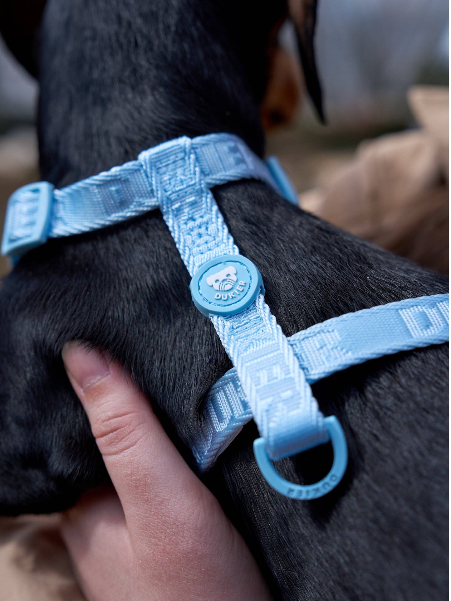 HARNAIS CLASSIQUE POUR CHIEN SOFT BLUE