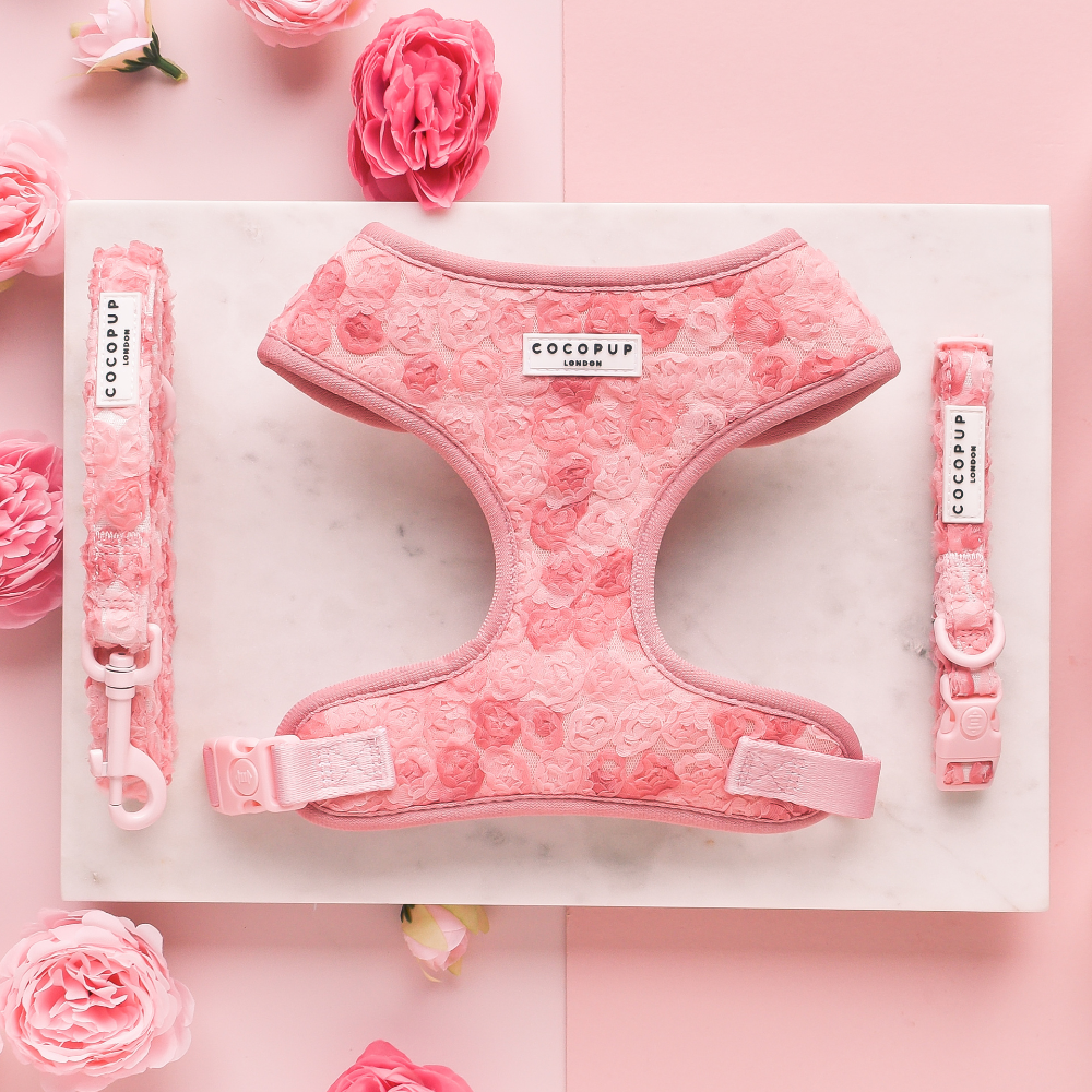 Plomb pour chiot pivoine