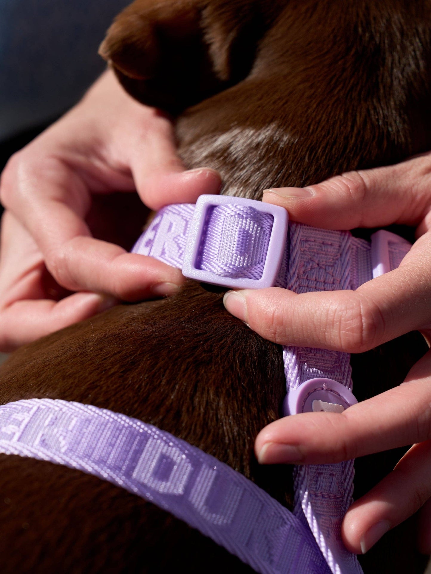HARNAIS CLASSIQUE POUR CHIEN VIOLET