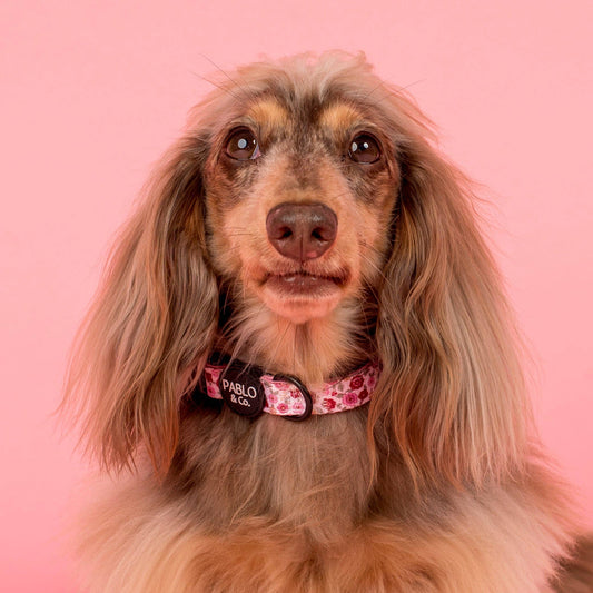 Primrose : Collier pour chien: S