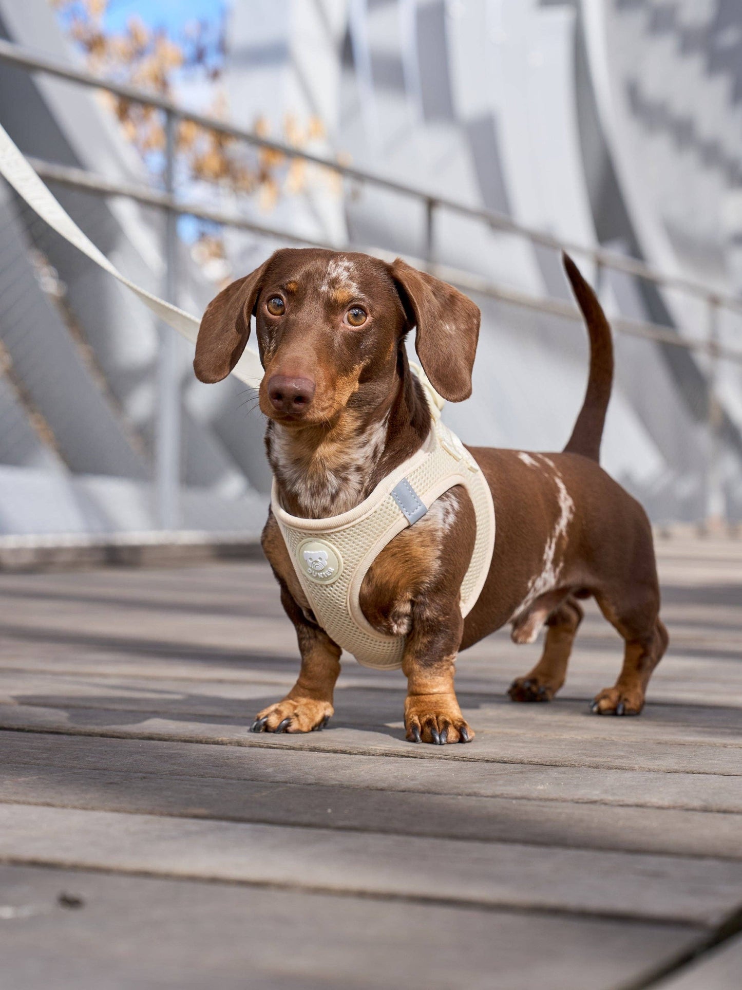 HARNAIS BODY CHIEN BEIGE: L