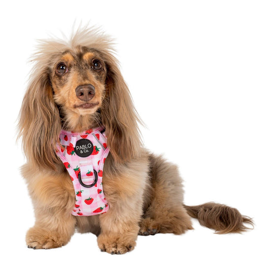 Strawberry Fields : harnais pour chien No Pull Adventure: M