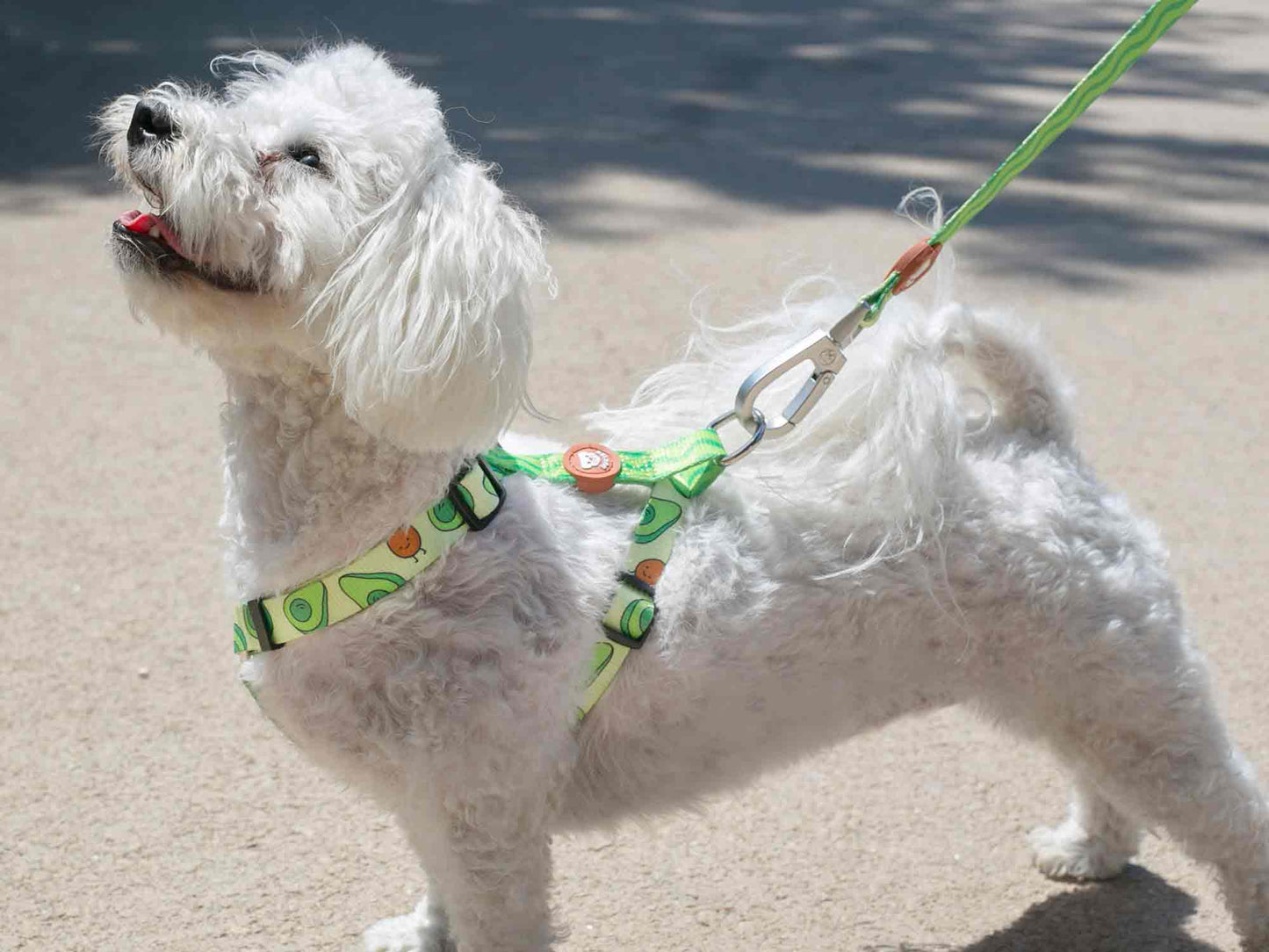 HARNAIS CLASSIQUE POUR CHIEN AVOCAT