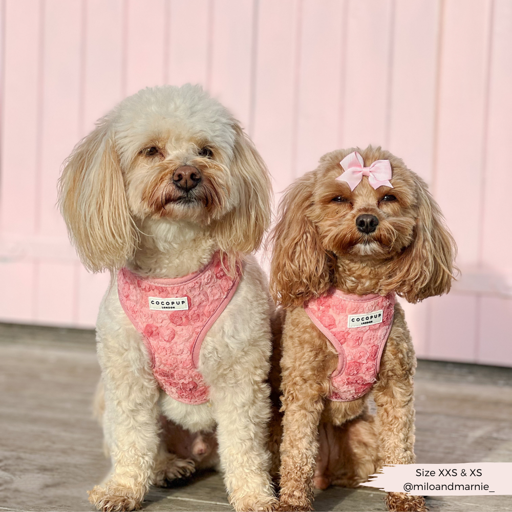 Harnais réglable pour cou Peony Pup: M