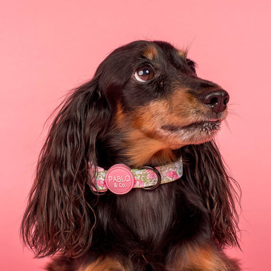 Flora & Fern : Collier pour chien