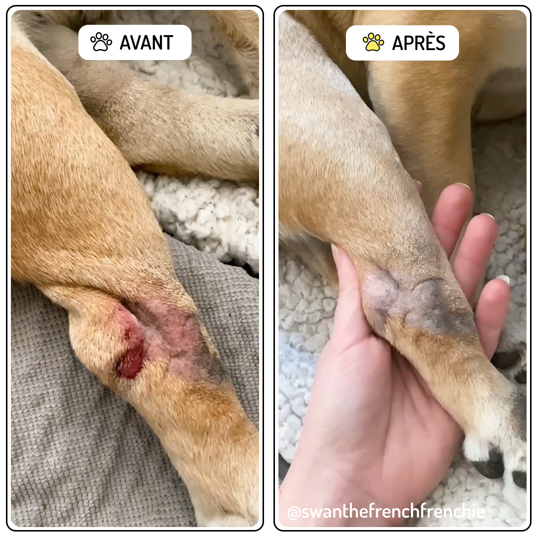 Baume de Soin Cicatrisant pour chien, "Rescousse"
