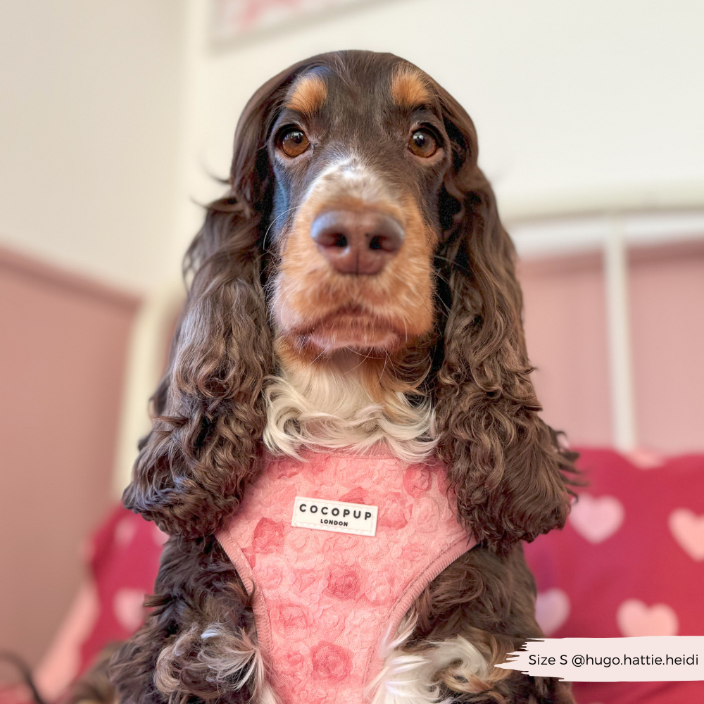 Harnais réglable pour cou Peony Pup: M