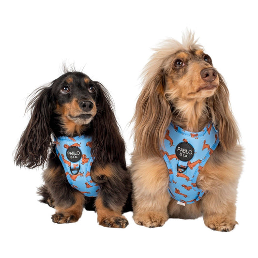 Teckel : harnais réglable pour chien: Moyenne
