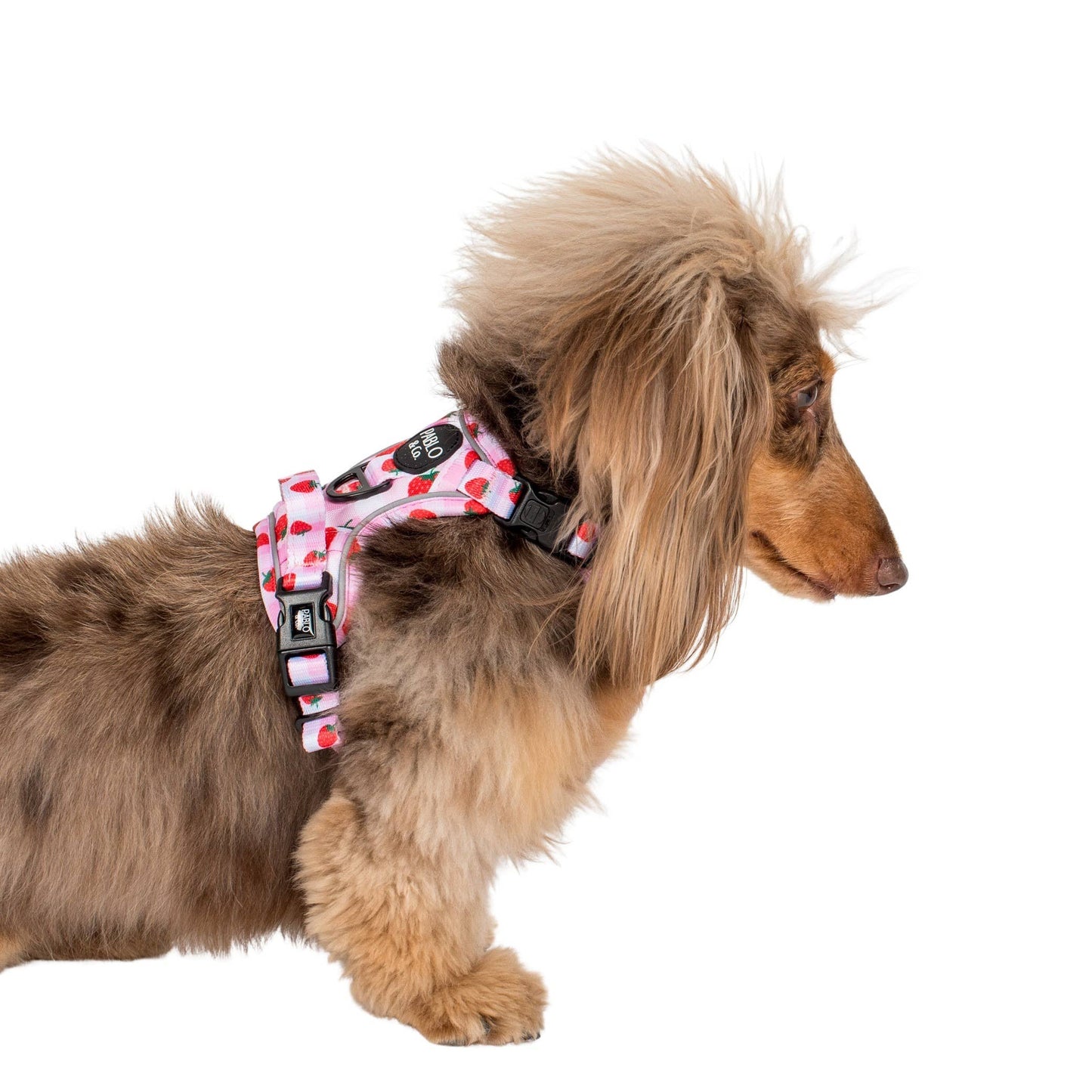 Strawberry Fields : harnais pour chien No Pull Adventure: S