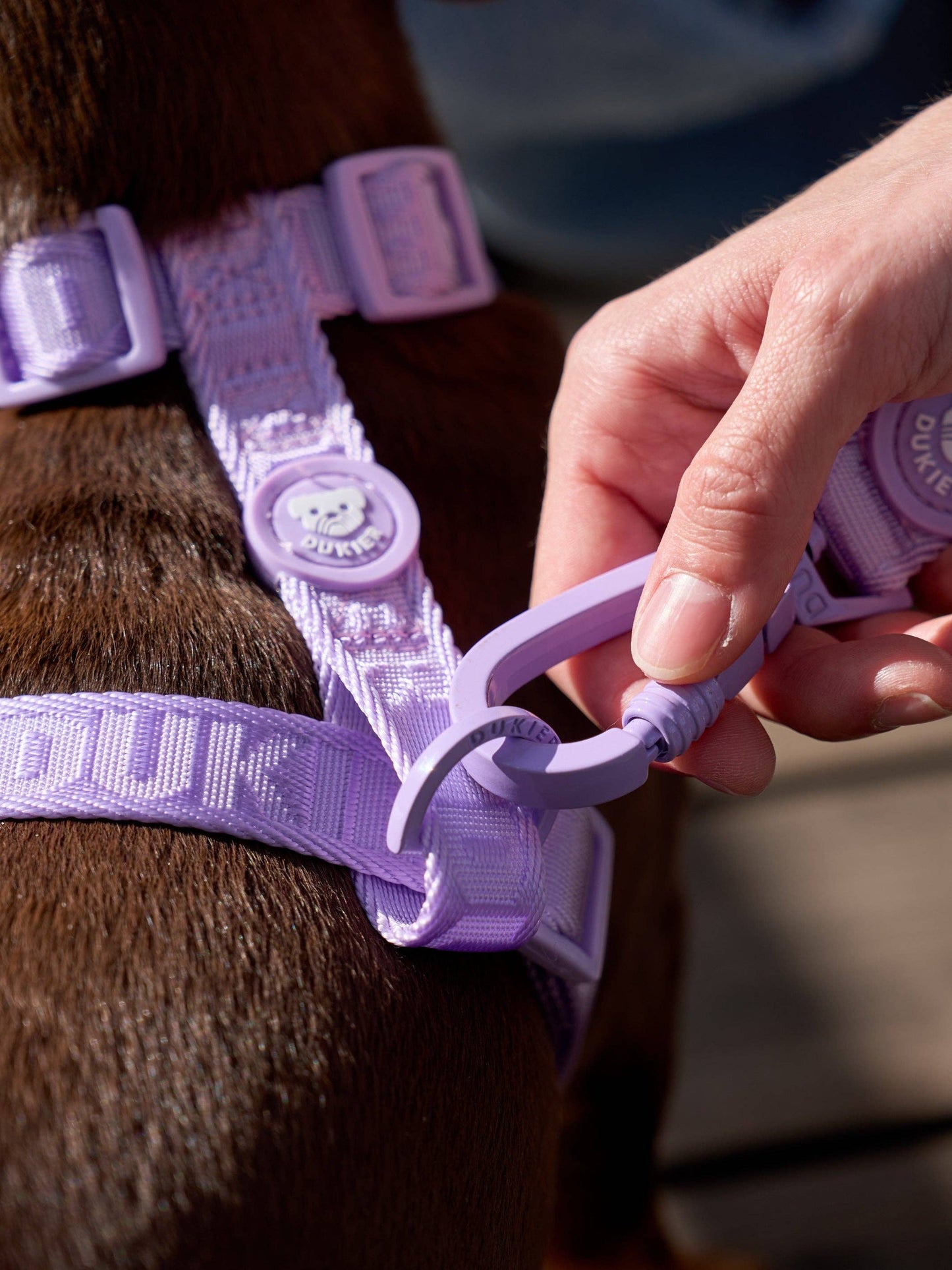 LAISSE POUR CHIEN VIOLETTE