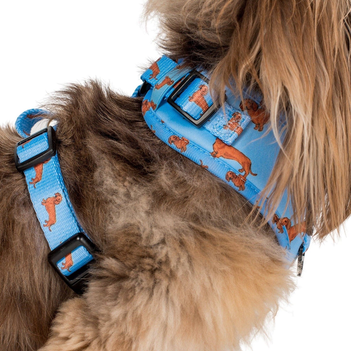 Teckel : harnais réglable pour chien: Moyenne
