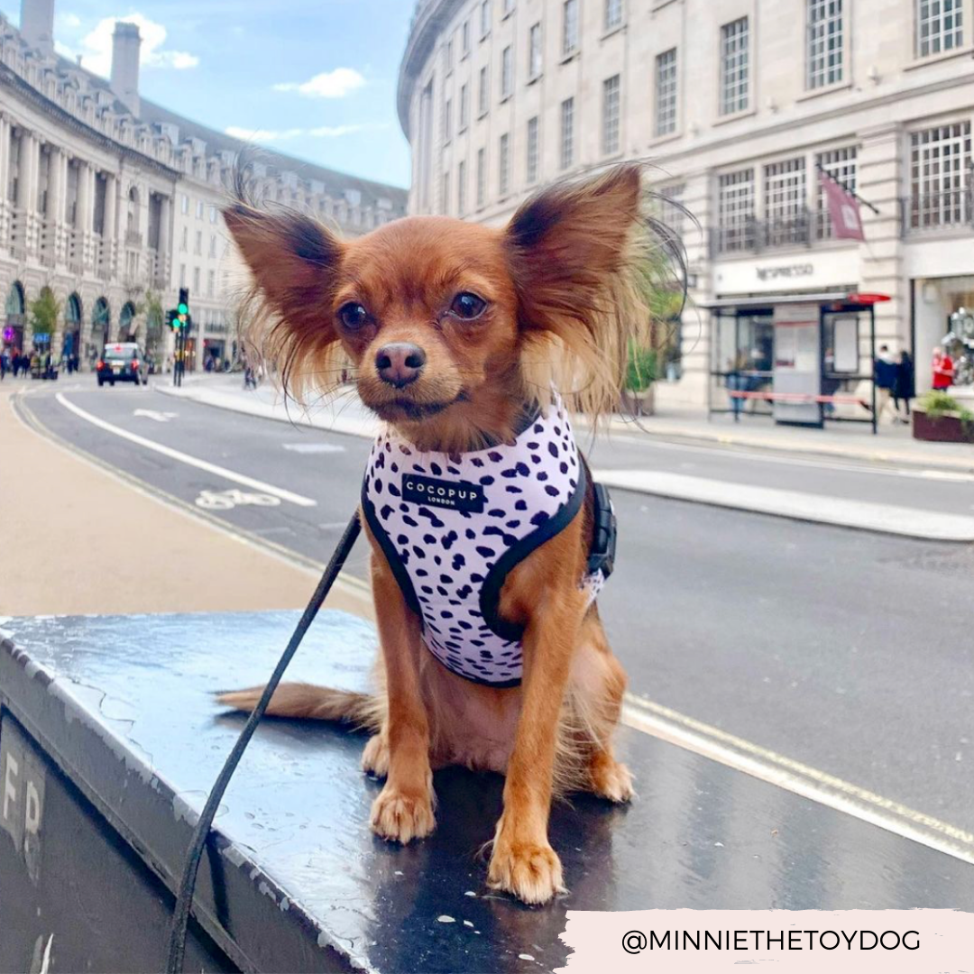 Arnés Ajustable para Perro con Estampado de Manchas Monocromáticas: M