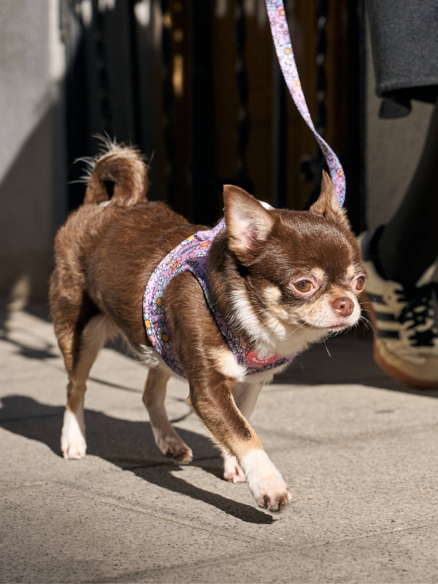 HARNAIS BODY CHIEN FLOWER POWER