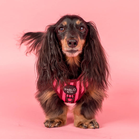 Rayas Ruborizadas: Arnés Ajustable: Mediano