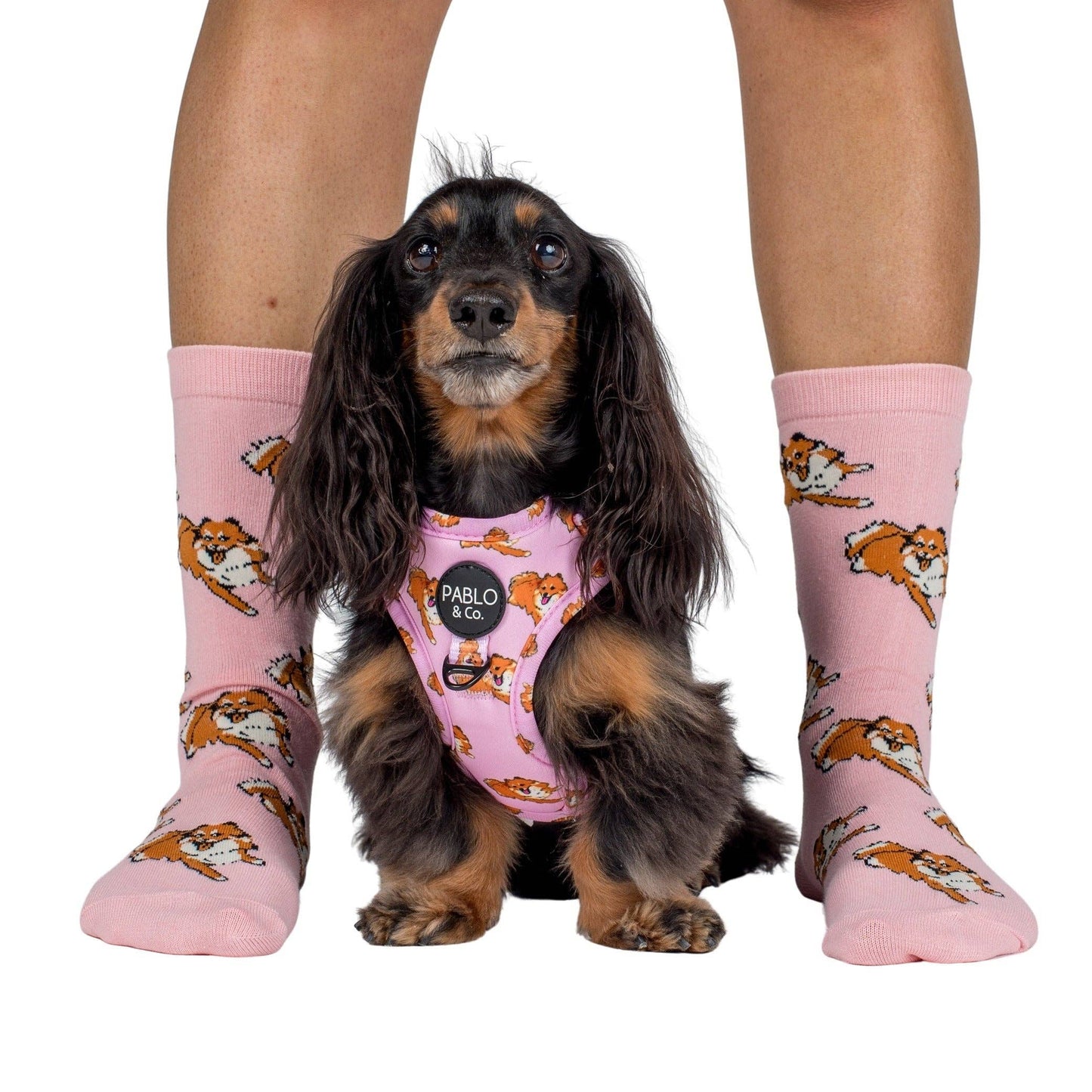 Chaussettes Dog Race: Bouledogue français
