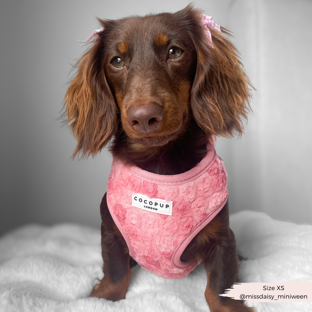 Harnais réglable pour cou Peony Pup: M
