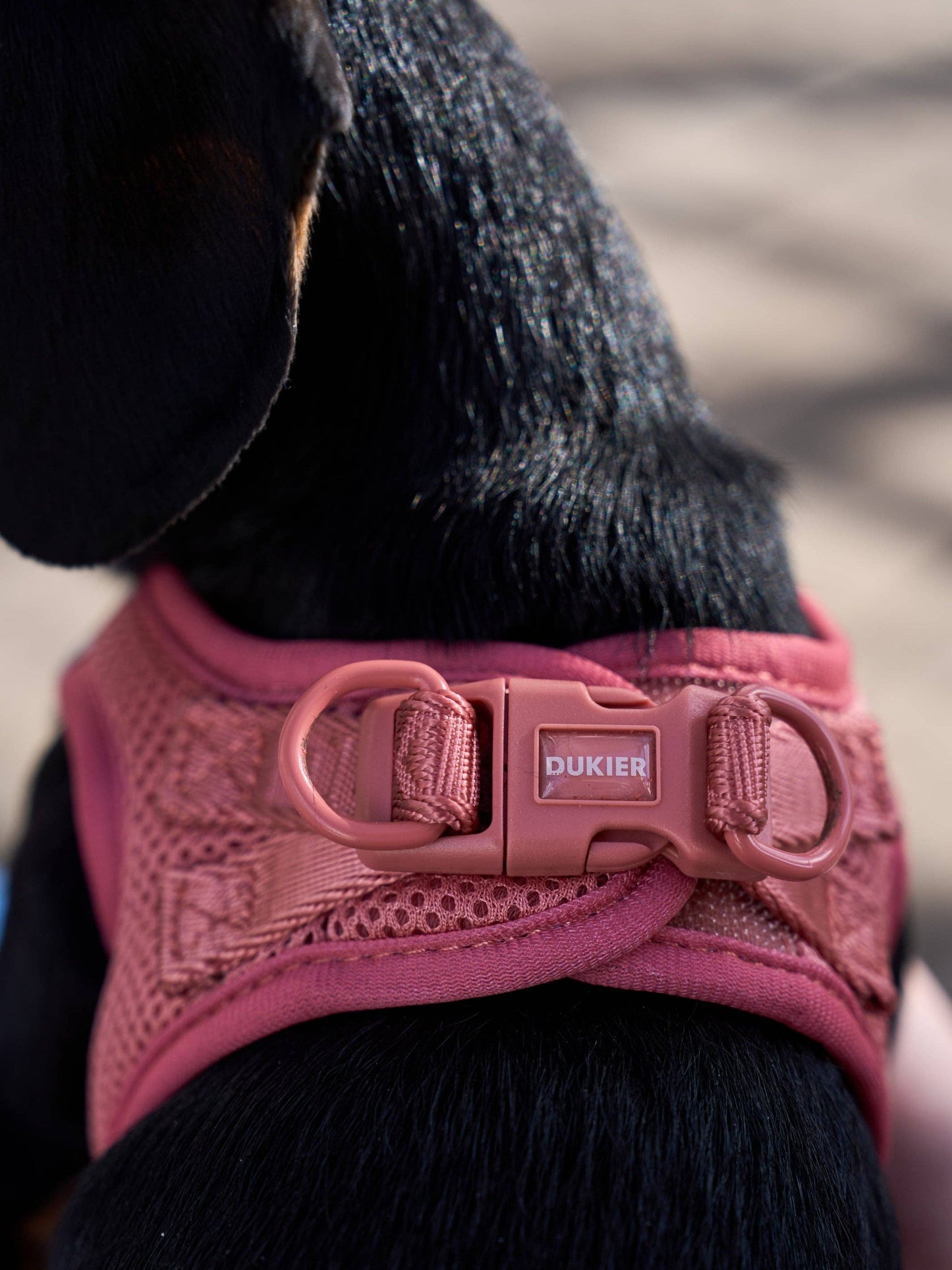 HARNAIS BODY CHIEN TERRACOTTA: L