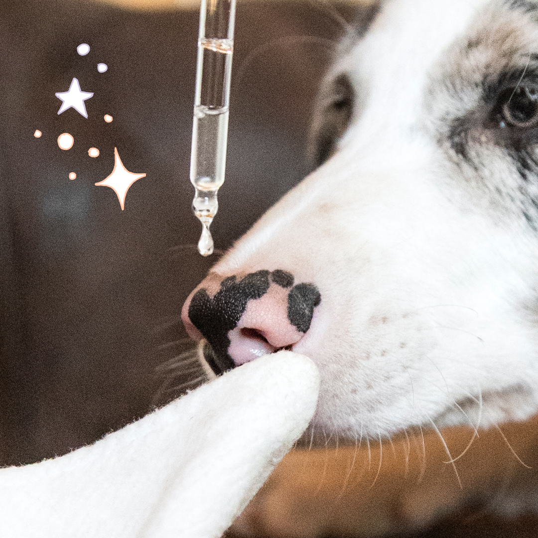 Soin Nettoyant yeux pour chien & chat, "Regard"