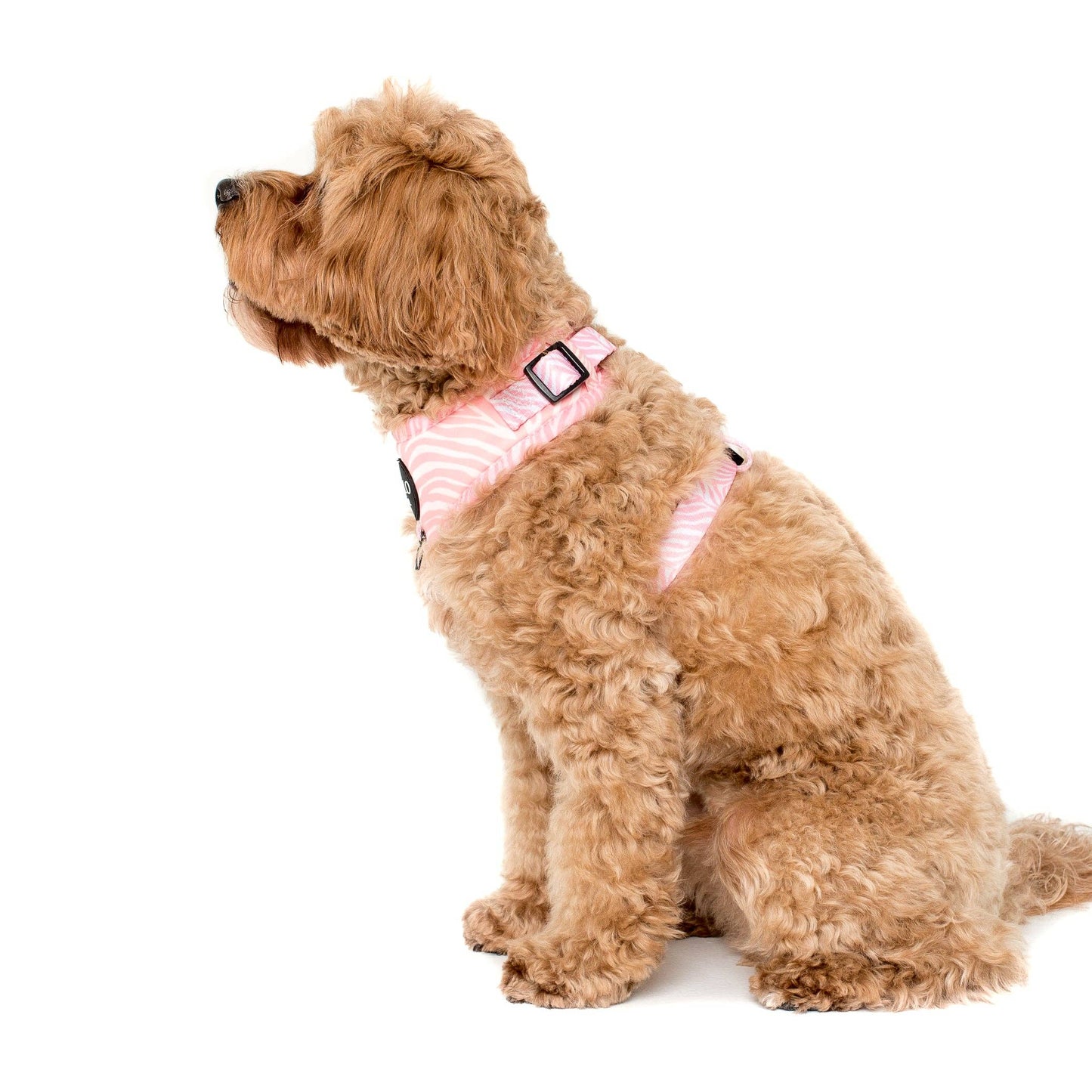 Pink Zebra : HARNAIS AJUSTABLE POUR CHIEN: Moyenne