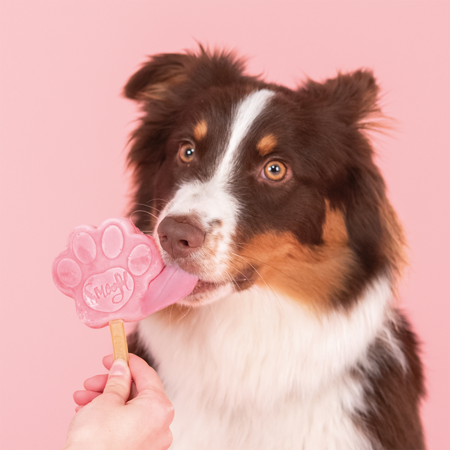 Mélange de pastèque pour glace pour chien