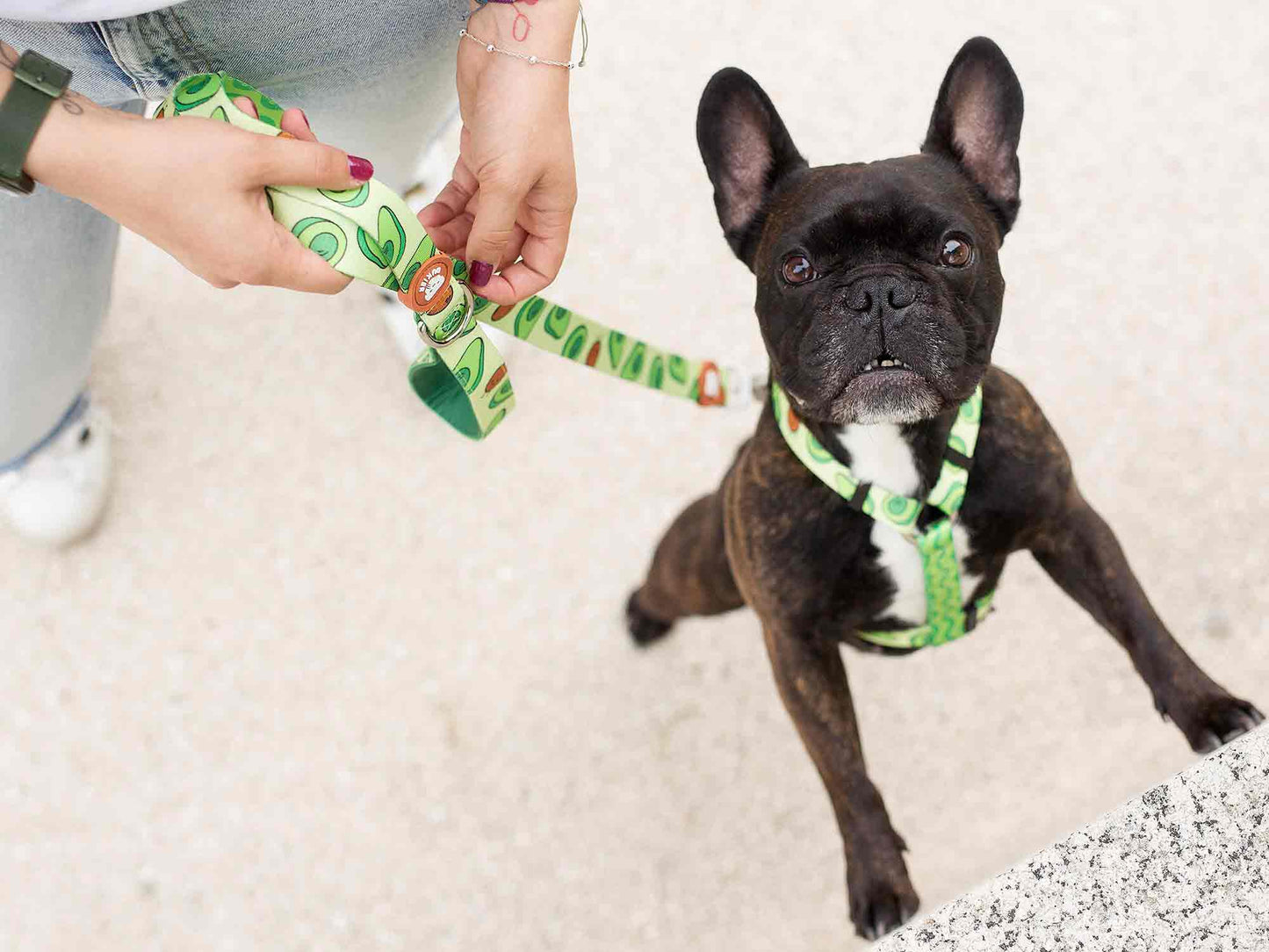 HARNAIS CLASSIQUE POUR CHIEN AVOCAT