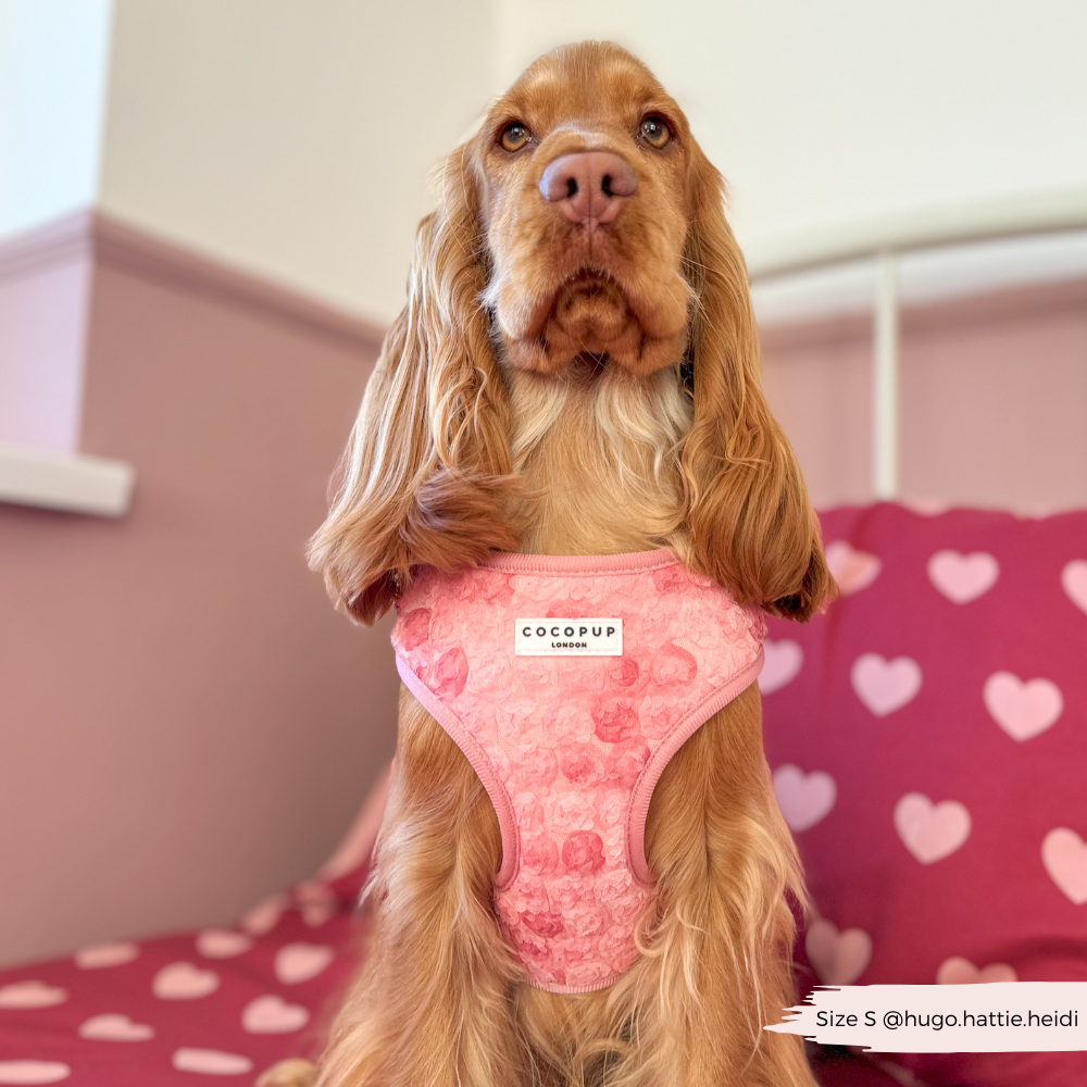 Harnais réglable pour cou Peony Pup: M