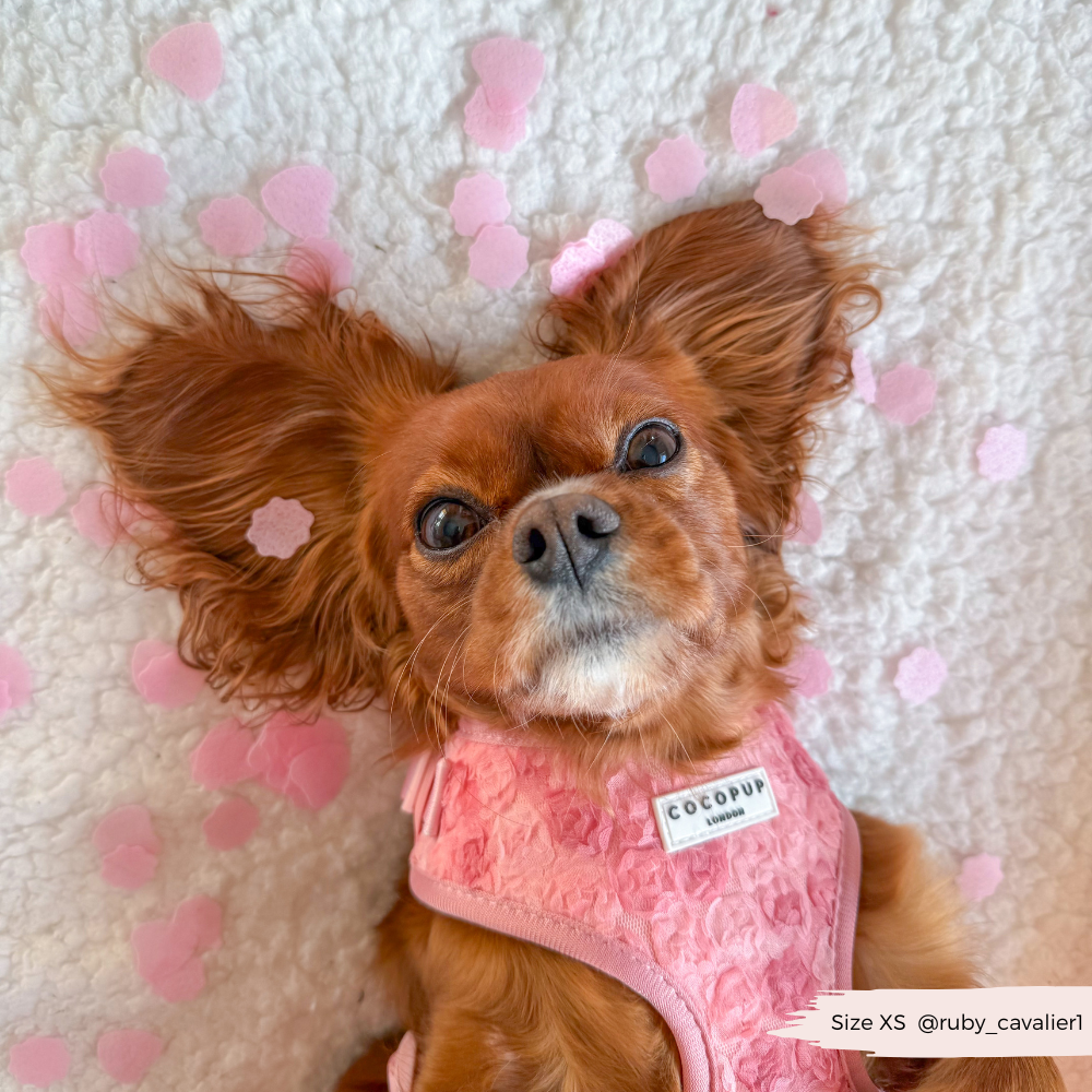 Harnais réglable pour cou Peony Pup: M