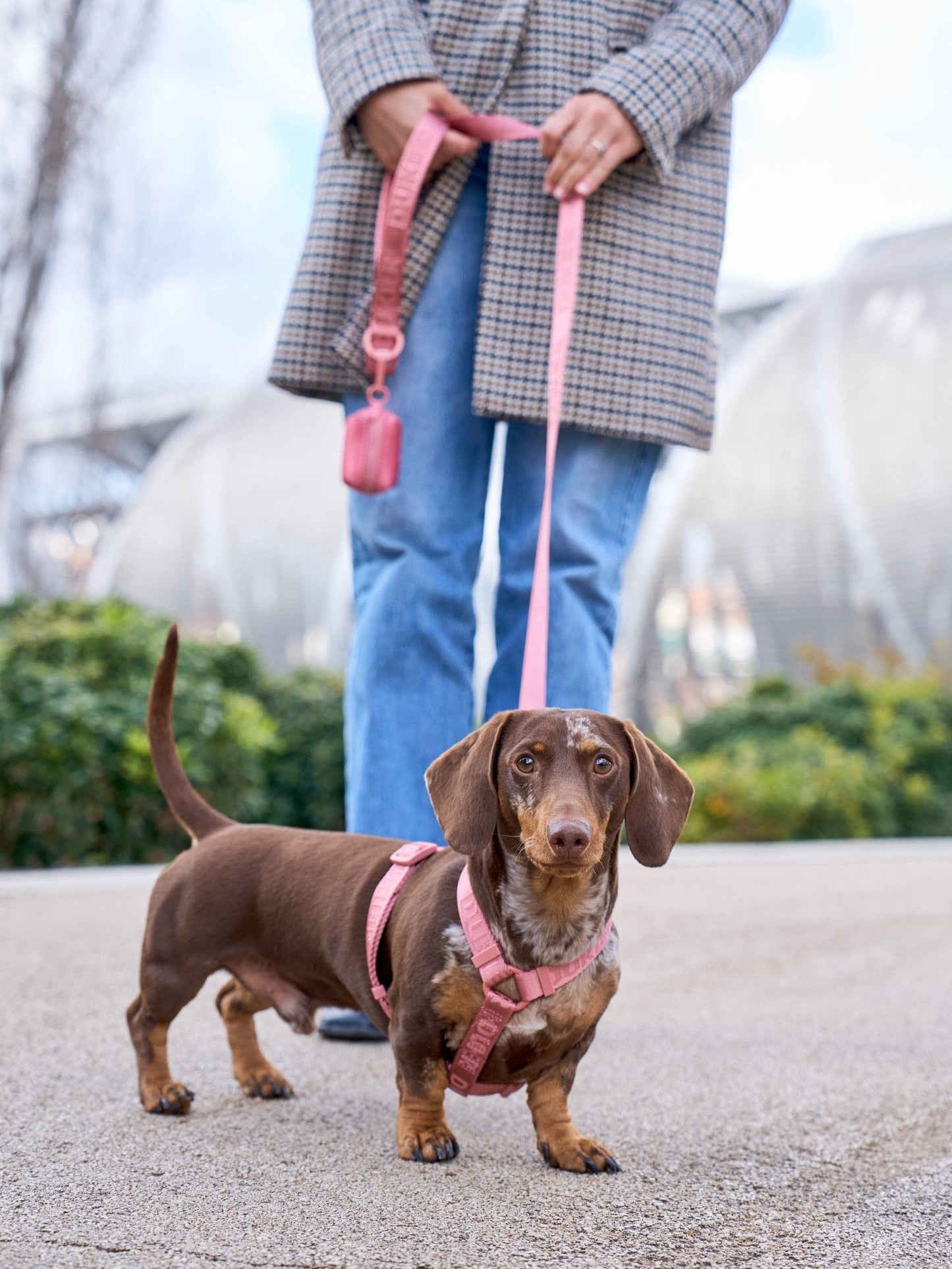 HARNAIS CLASSIQUE POUR CHIEN TERRACOTTA