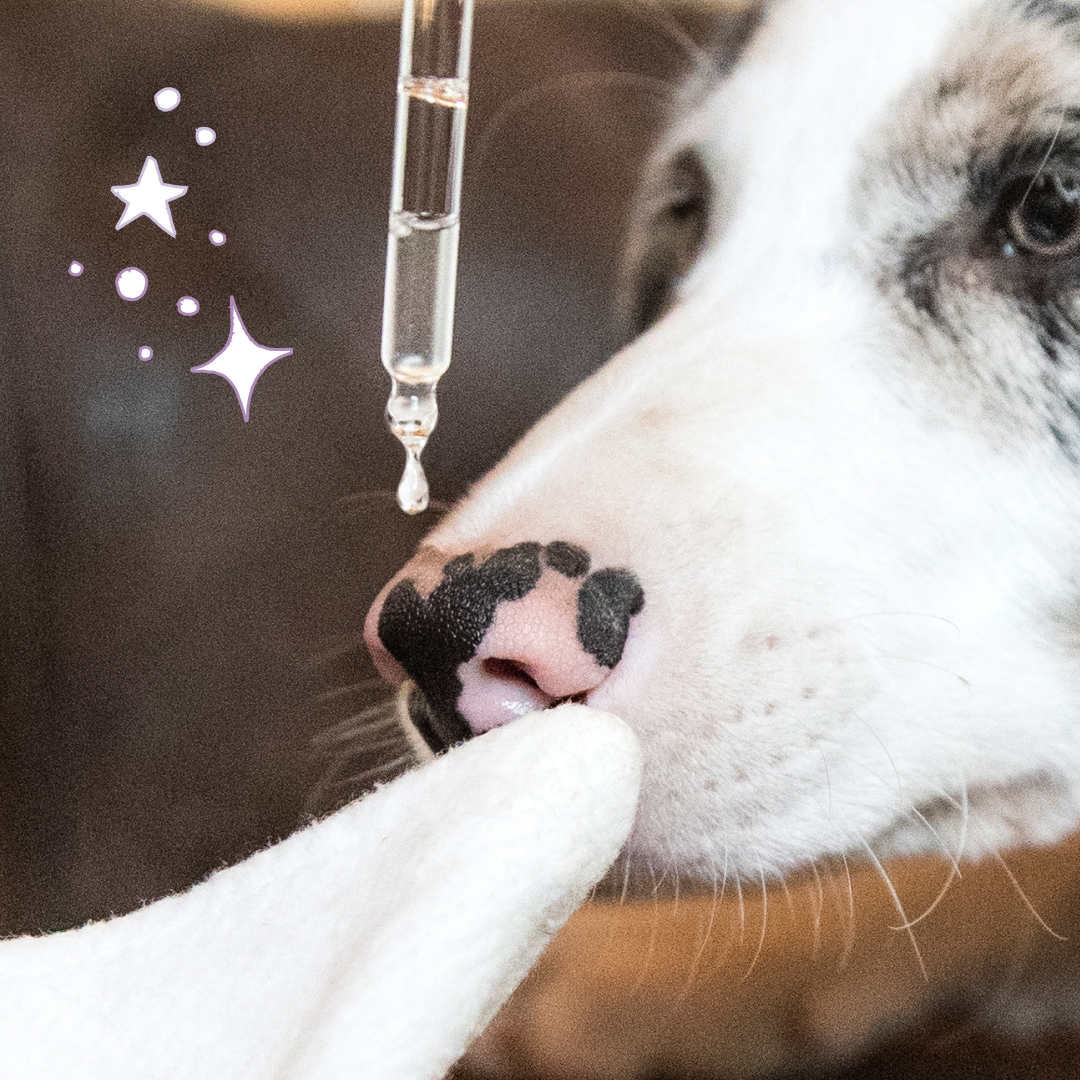 Soin Nettoyant oreilles pour chien & chat, "Murmure"