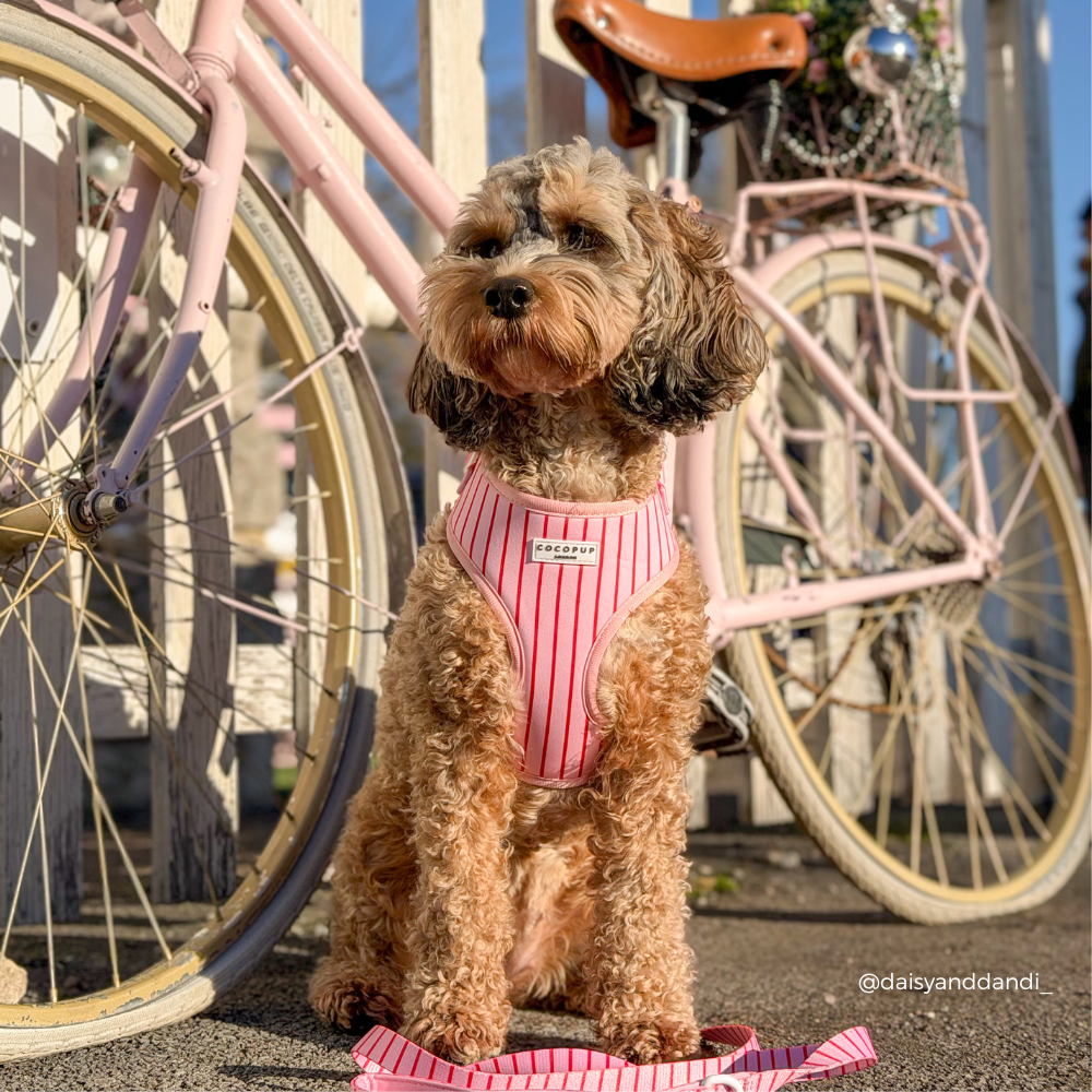 Arnés de Cuello Ajustable a Rayas de Caramelo: M