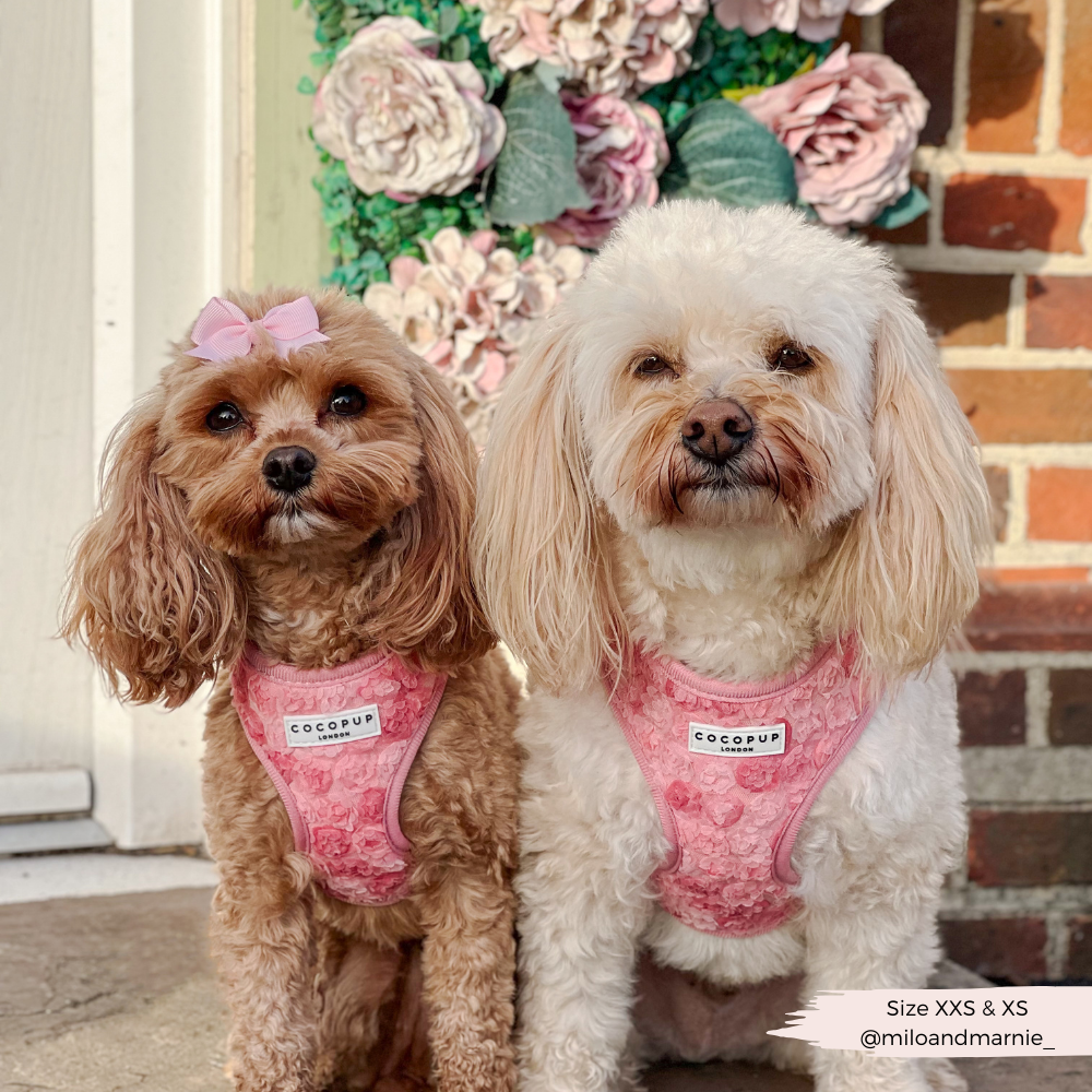 Harnais réglable pour cou Peony Pup: M