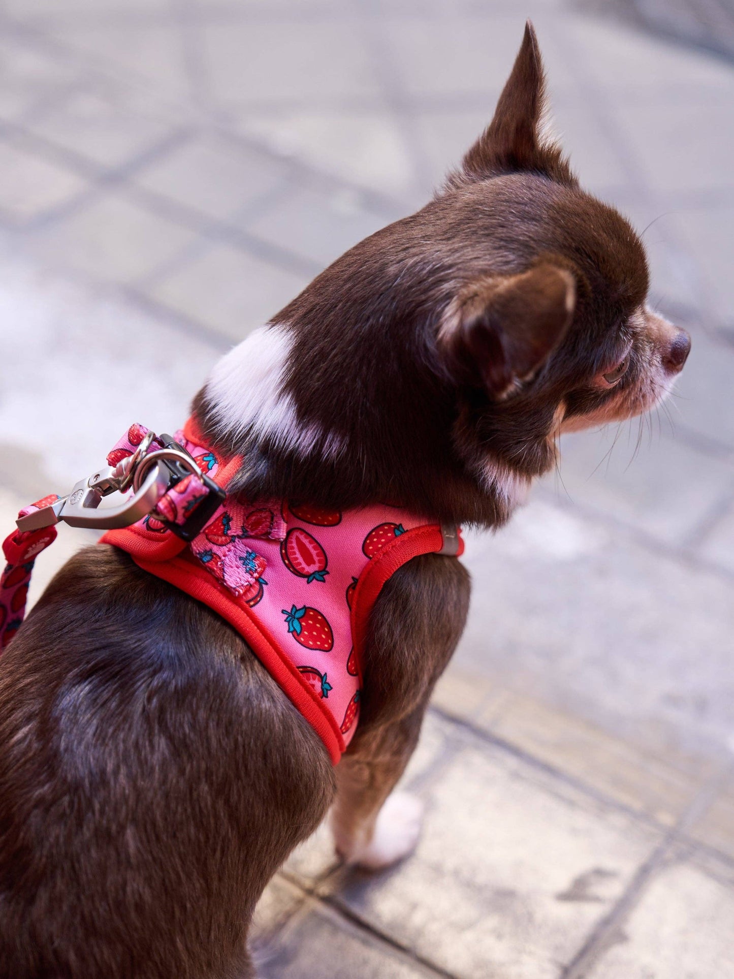 HARNAIS BODY CHIEN BERRY LOVE: M