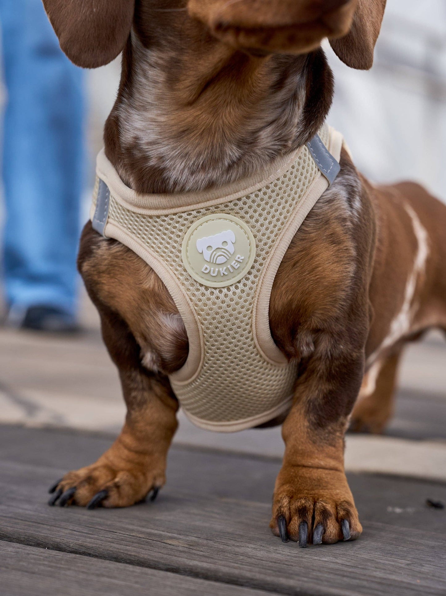HARNAIS BODY CHIEN BEIGE: L