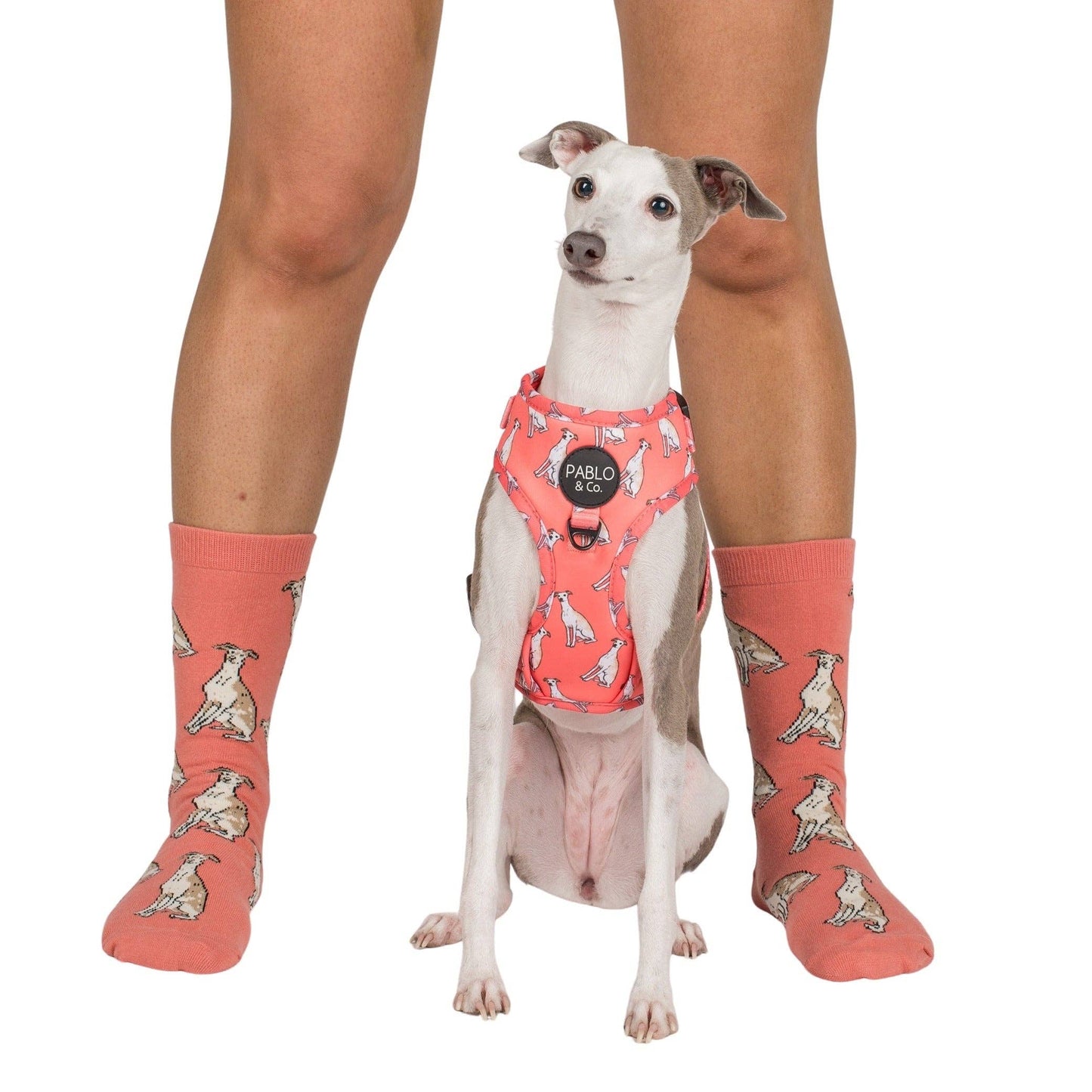 Chaussettes Dog Race: Bouledogue français
