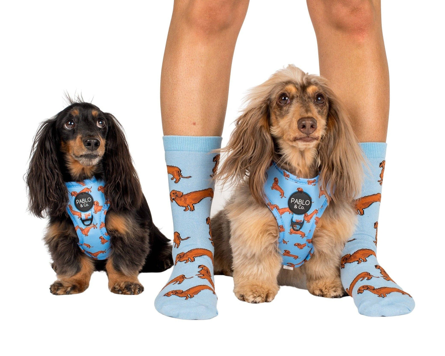 Chaussettes Dog Race: Poméranie
