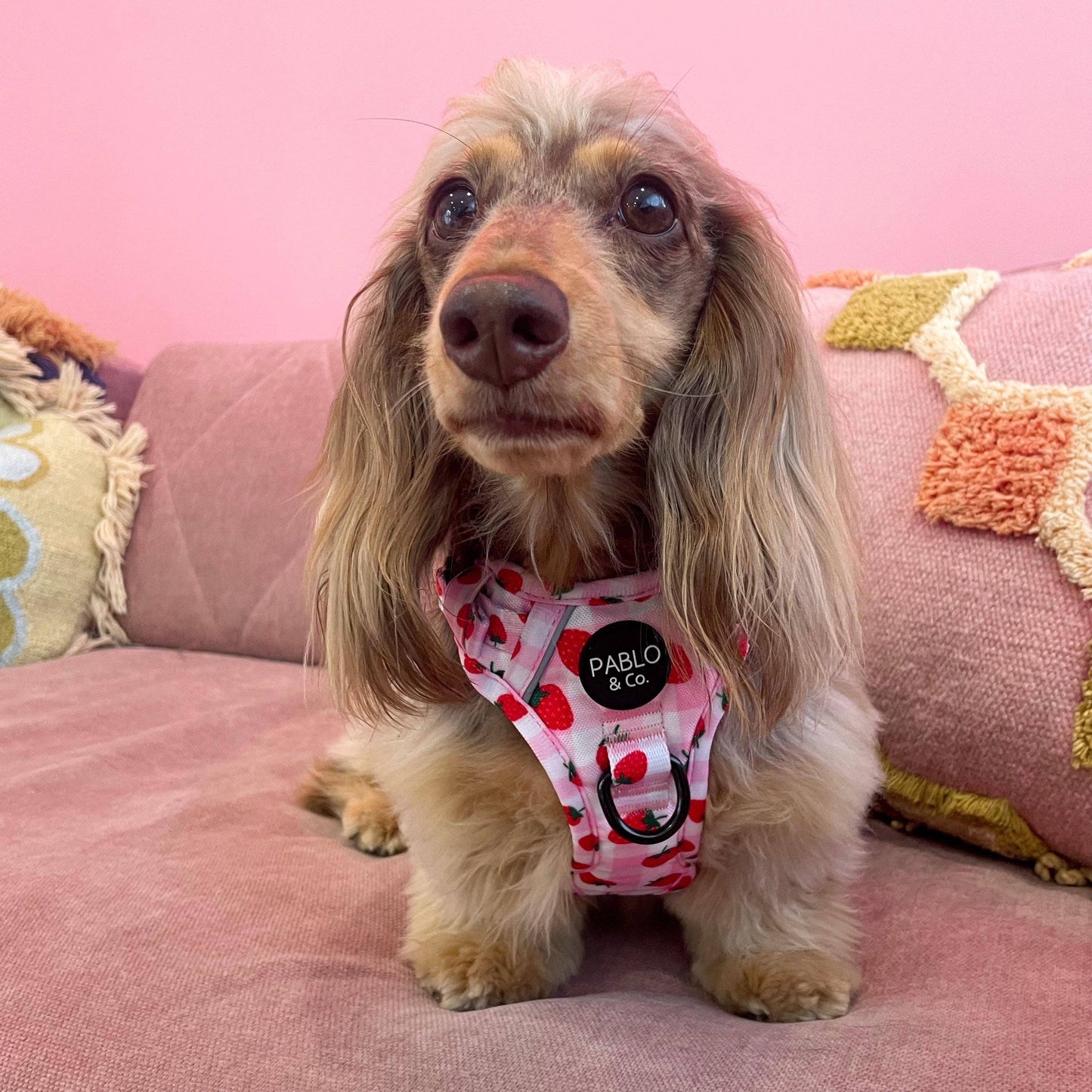 Strawberry Fields : harnais pour chien No Pull Adventure: M