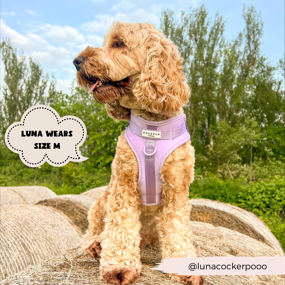 Arnés ajustable para perro NAKD Parma Violets: M