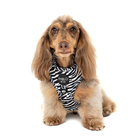 Black & White Zebra : HARNAIS AJUSTABLE POUR CHIEN
