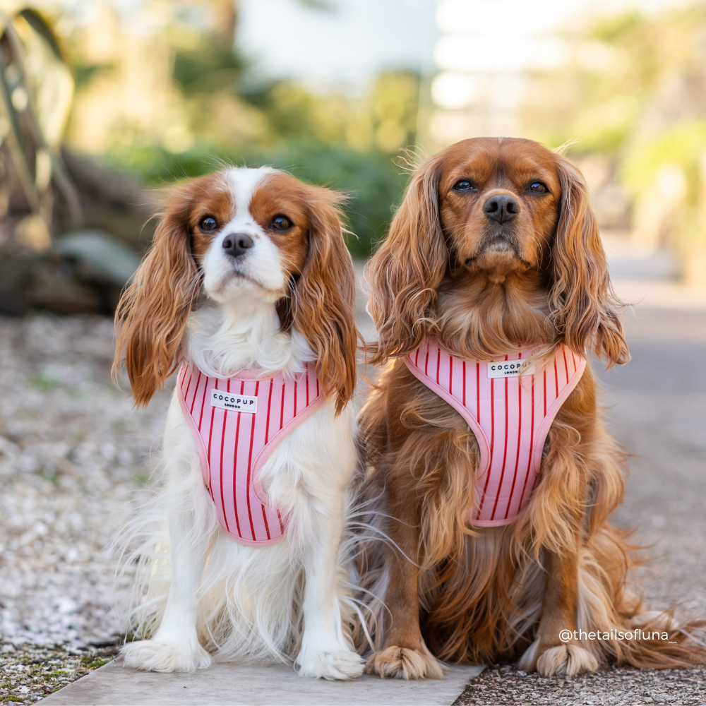 Arnés de Cuello Ajustable a Rayas de Caramelo: M