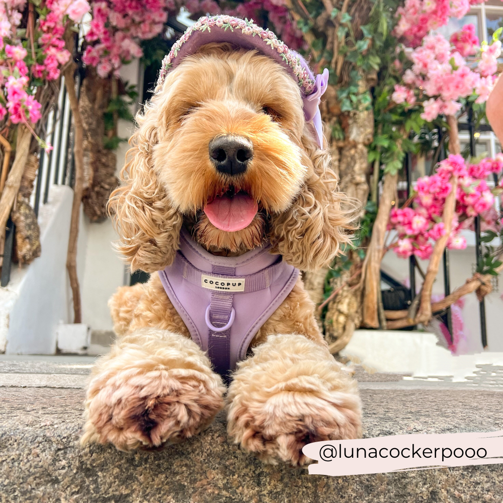 Arnés ajustable para perro NAKD Parma Violets: M