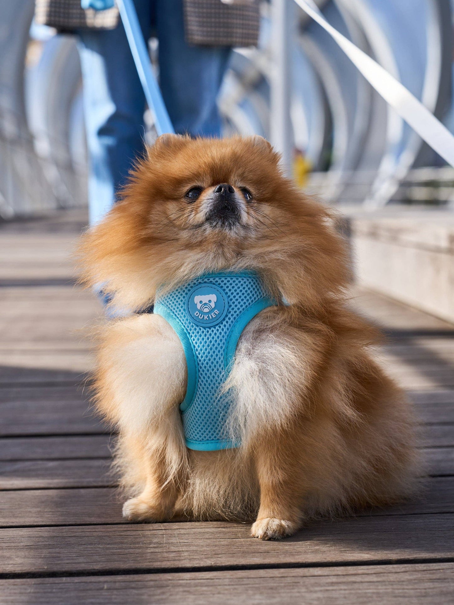 HARNAIS BODY CHIEN SOFT BLUE: S