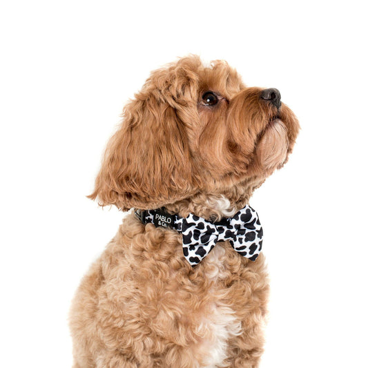 Moo Moo : NŒUD PAPILLON POUR CHIEN: Moyenne